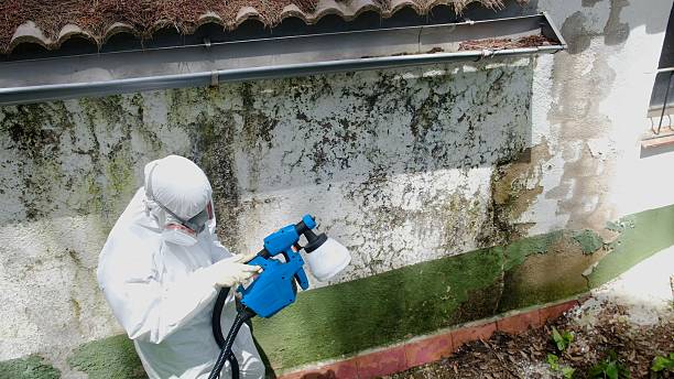 Top rated local Mold Remediation specialists in Strasburg, VA